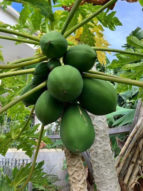 Madeira: Banana Plantation Guided Tour with Tasting - Whats Included and Optional Extras