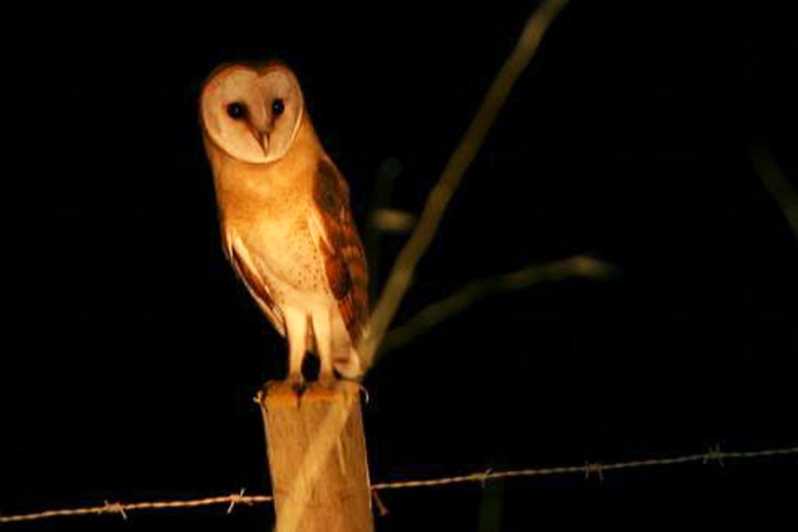 Madeira: Barn Owl Watching - Madeira: Barn Owl Watching Begins in Funchal