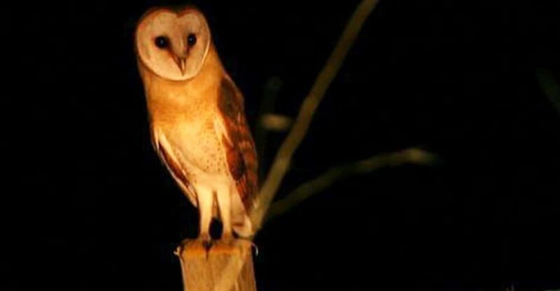 Madeira: Barn Owl Watching - What Makes the Madeiran Barn Owl Special?