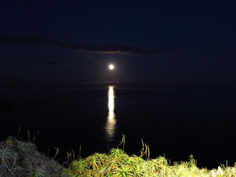Madeira: Barn Owl Watching - The Experience of Night Birdwatching in Madeira