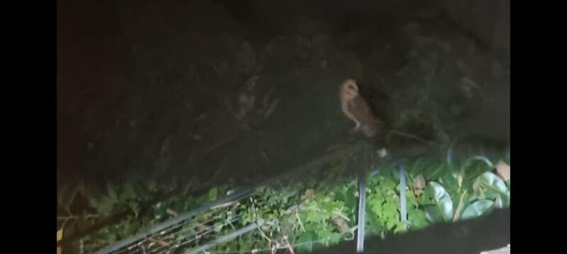 Madeira: Barn Owl Watching - What to Bring and What to Expect