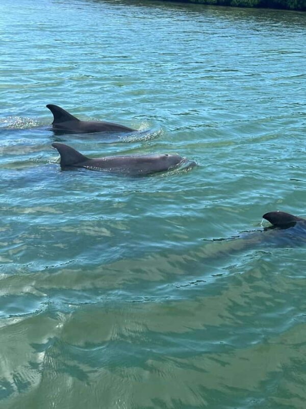 Madeira Beach: 1.5 Hour Dolphin Excursion - The Meeting Point and Easy Logistics