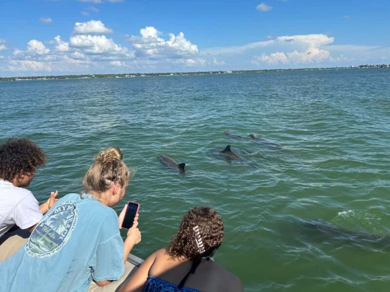 Madeira Beach: 1.5 Hour Dolphin Excursion - Madeira Beach: 1.5 Hour Dolphin Excursion in Summary