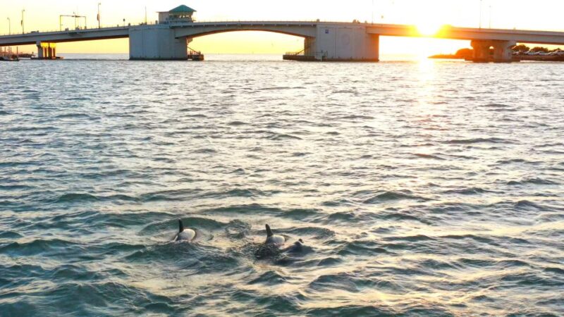 Madeira Beach: Guided Dolphin Watching Eco-Friendly Cruise - A Relaxed, Affordable Dolphin Adventure with Expert Guides