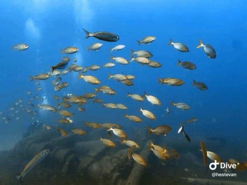 Madeira: Beginner Scuba Dive From Porto Santo Island - Key Points