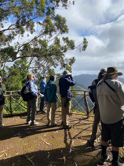Madeira: Birdwatching - The Endemics - Madeira: Birdwatching - The Endemics