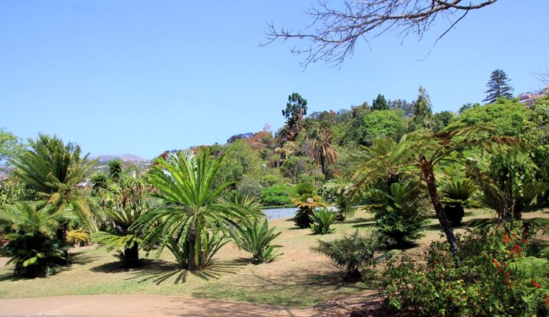 Madeira: Botanical Garden in a Tuk-Tuk Tour - Riding in a Charismatic "Tukxi" Up Funchals Hills