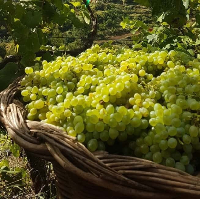 Madeira: Cabo Girão, Wines Experience and Dolphins Watching - Dolphin and Whale Watching from the Catamaran