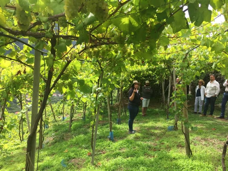 Madeira: Cabo Girão, Wines Experience and Dolphins Watching - Madeira’s Unique Highlights: Cliffs, Vineyards, and Marine Life