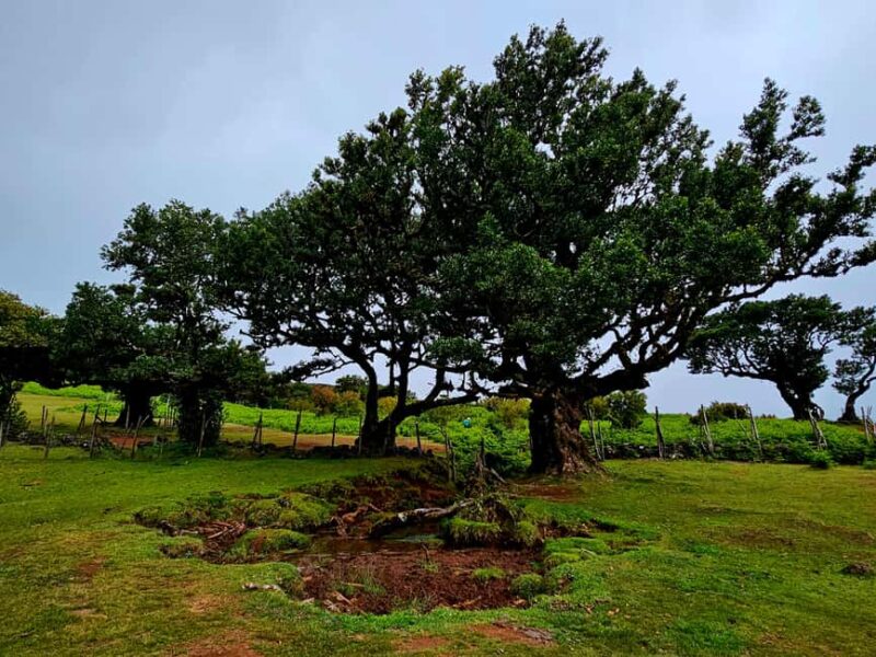 Madeira: Comfortable private tour with views and local guide (up to 4 people) - Why This Tour Stands Out from Others