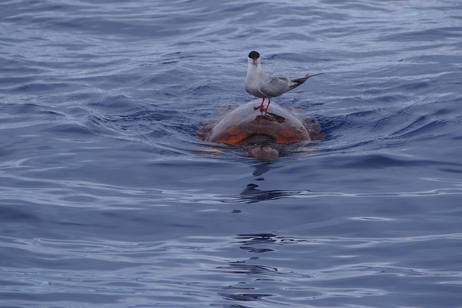 Madeira Dolphin and Whale Watching on a Ecological Catamaran - Coastal Landmarks Passed During the Cruise