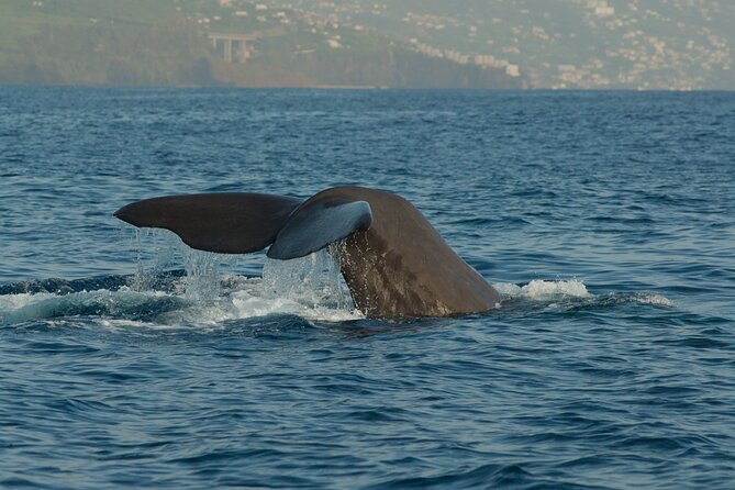 Madeira Dolphin & Whale Watching Tour - Meeting Point and Easy Access from Funchal