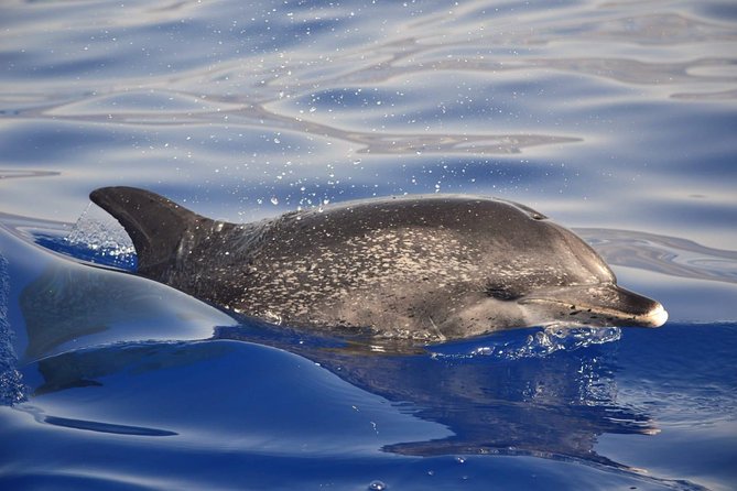 Madeira Dolphin & Whale Watching Tour - Speedboat Ride: Excitement and Practicalities