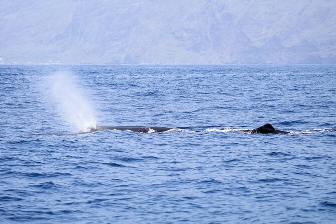 Madeira Dolphin & Whale Watching Tour - Weather Conditions and Cancellation Policies
