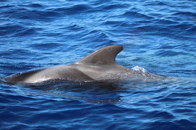 Madeira Dolphin & Whale Watching Tour - Customer Experience and Feedback Highlights