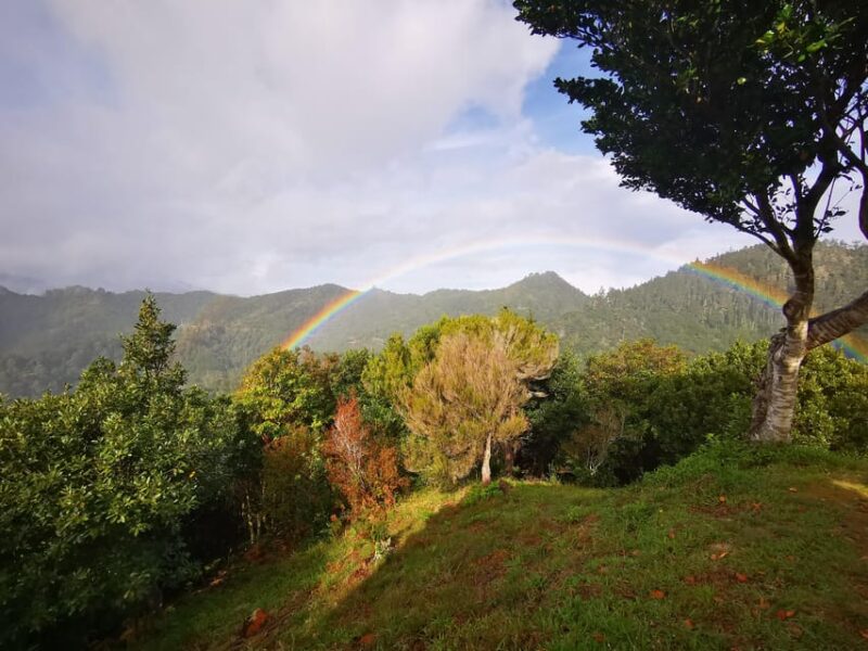 Madeira E-Buggy Adventure: 4x4 thrill & epic views! Book now - Madeira Electric Buggy Adventure: A Thrilling and Scenic Ride