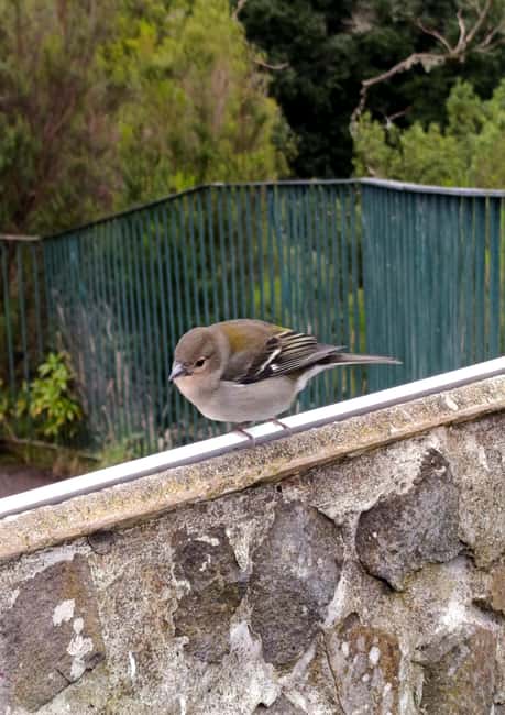 Madeira: East Side Tour - Key Points
