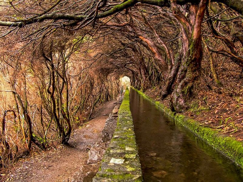 Madeira: Enjoy a Guided Levada Walk in the Rabaçal Valley - The Experience of the Guides and Overall Organization