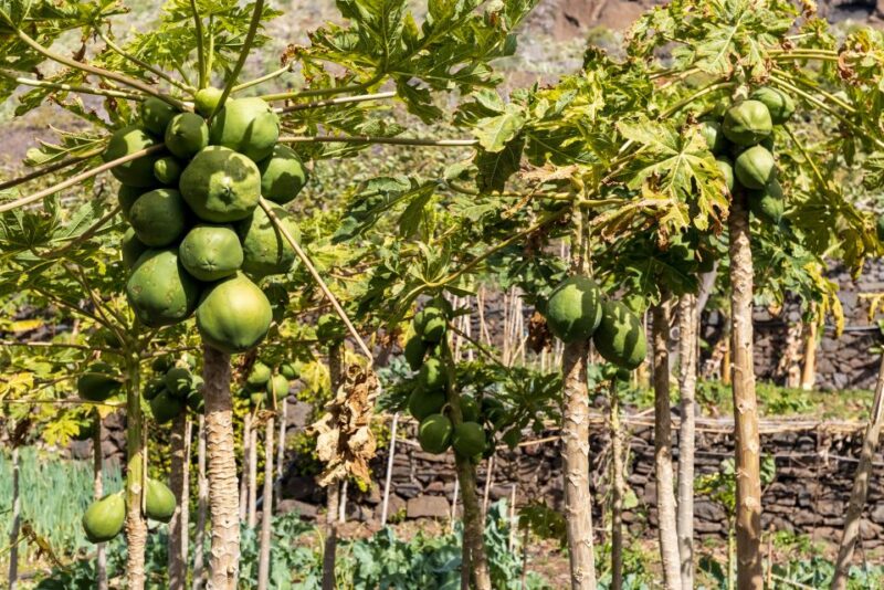 Madeira: Faja dos Padres Private Sightseeing Tour - From the Hotel to the Spectacular Fajã dos Padres Viewpoint