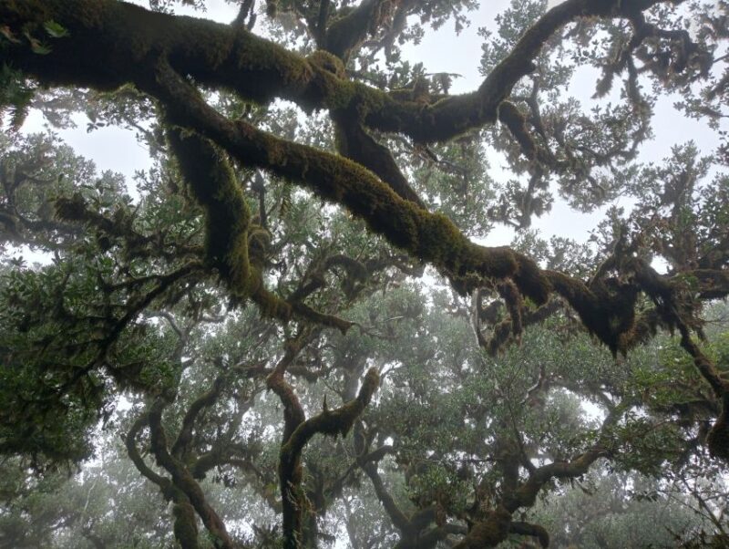 Madeira: Fanal Forest Guided Hiking Tour - Key Points