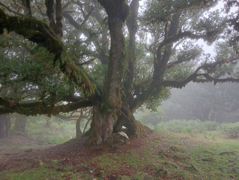 Madeira: Fanal Forest Guided Hiking Tour - From the Jeep Ride to Forest Exploration