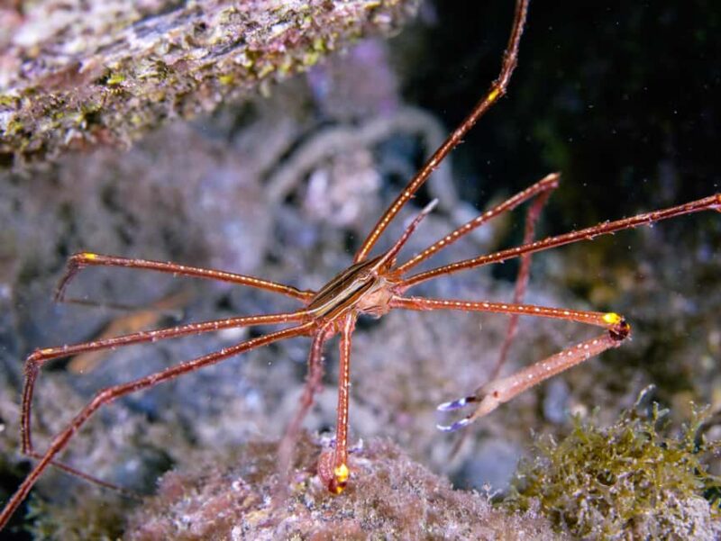 Madeira: Full-Day Dive Pack - Madeira: Full-Day Dive Pack—A Complete Underwater and Coastal Excursion