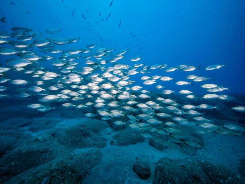 Madeira: Full-Day Dive Pack - The Logistics and Accessibility