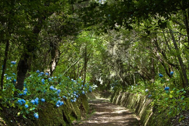 Madeira: Full-Day Laurel Forest Guided Walking Tour - Key Points