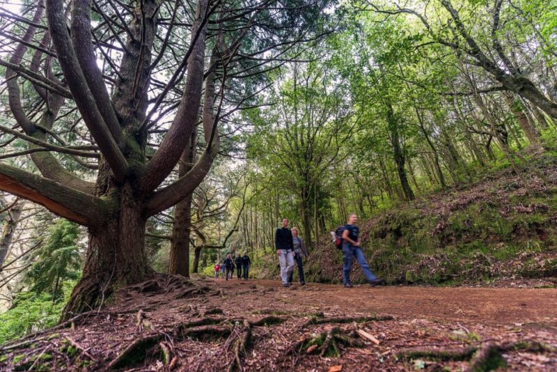 Madeira: Full-Day Laurel Forest Guided Walking Tour - Starting at Queimadas Forestry Park and the Thatched House Landmark