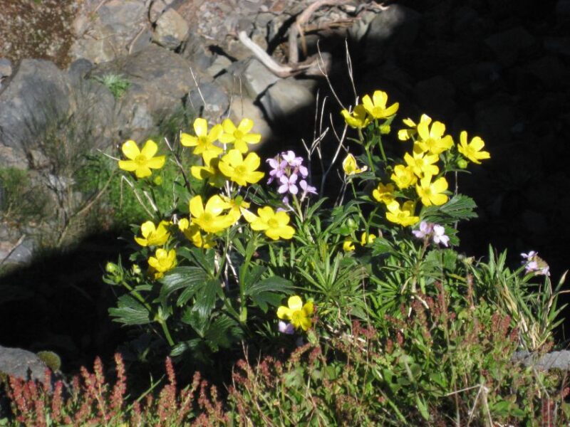 Madeira: Full-Day Pico Ruivo / Achada do Teixeira Walk - The Scenic Route and Rock Formations