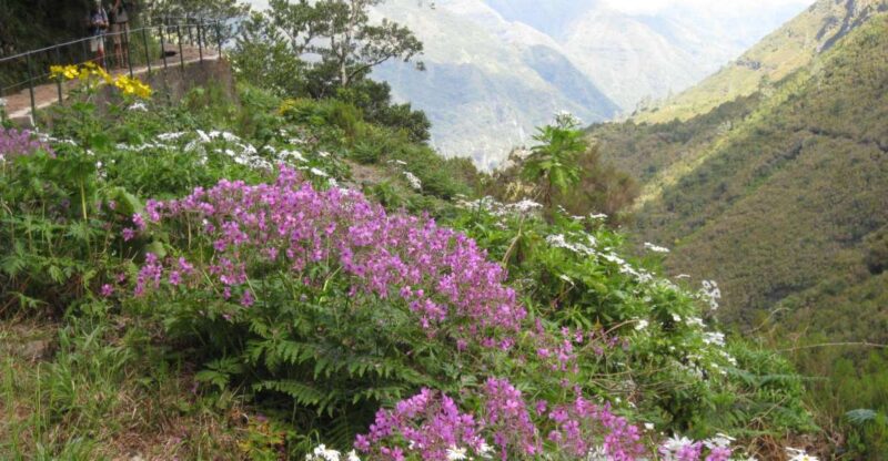 Madeira: Guided Full-Day Rabaçal Walk - Key Points