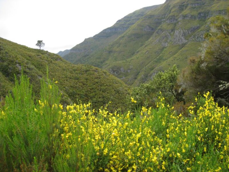 Madeira: Guided Full-Day Rabaçal Walk - The 800-Meter Tunnel and Water Transport