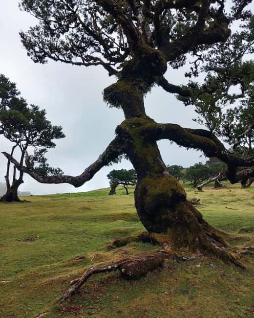 Madeira Jeep Safari Tour with Fanal Forest and Natural Pools - Paul da Serra and the Coastal Towns