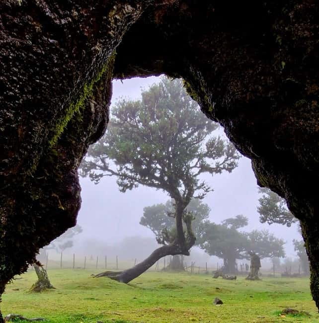 Madeira Jeep Safari Tour with Fanal Forest and Natural Pools - Why Choose This Madeira Jeep Safari?