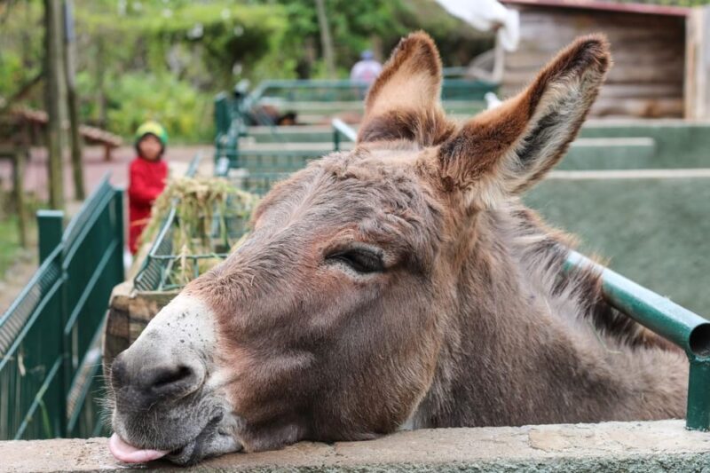 Madeira: Late Southwest Tour with Beach Time - Discover the Charm of Madeira’s Southwest on a Guided Tour