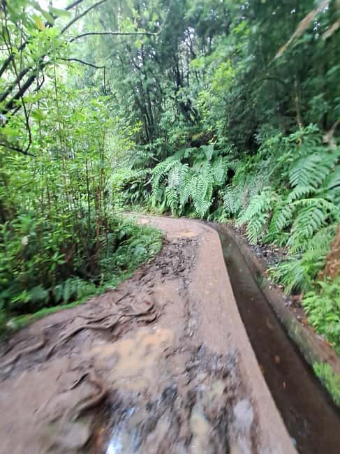 Madeira: Levada do Rei Guided Hike with Hotel Pickup - Discovering the Laurissilva Forest and Native Plants
