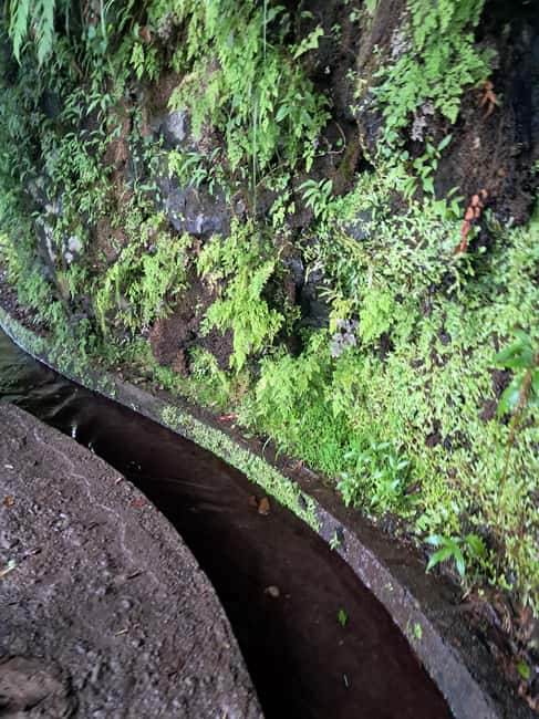 Madeira: Levada do Rei Guided Hike with Hotel Pickup - Panoramic Views of São Jorge and Santana