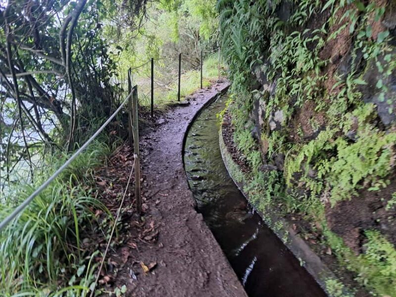 Madeira: Levada do Rei Guided Hike with Hotel Pickup - Bird Watching and Native Fauna