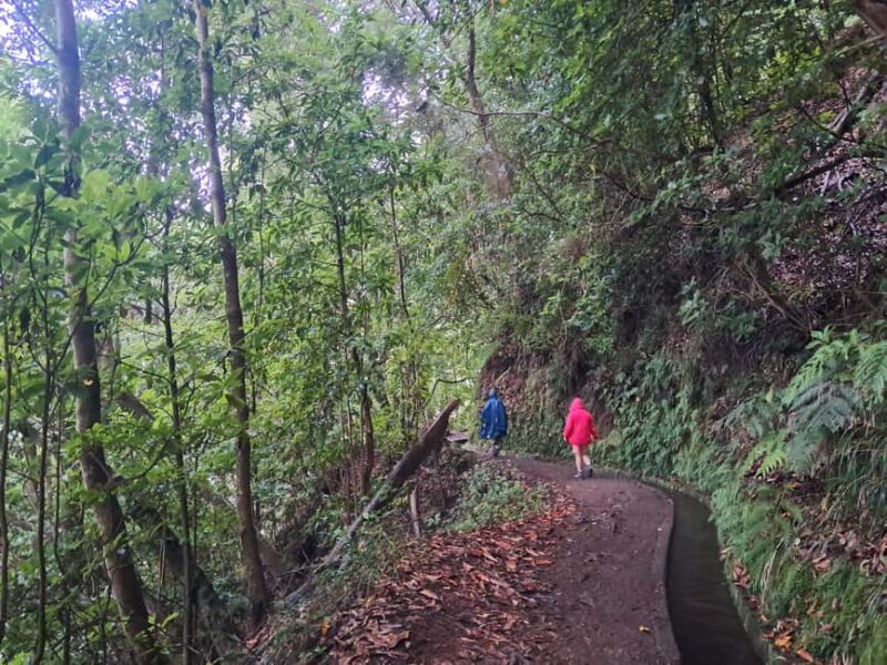 Madeira: Levada do Rei Guided Hike with Hotel Pickup - Visiting a Waterfall and Reaching Ribeiro Bonito