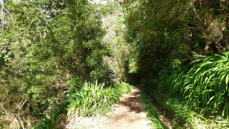 Madeira: Levada Paradise Valley Scenic Walk - The Overall Experience: A Calm and Authentic Journey