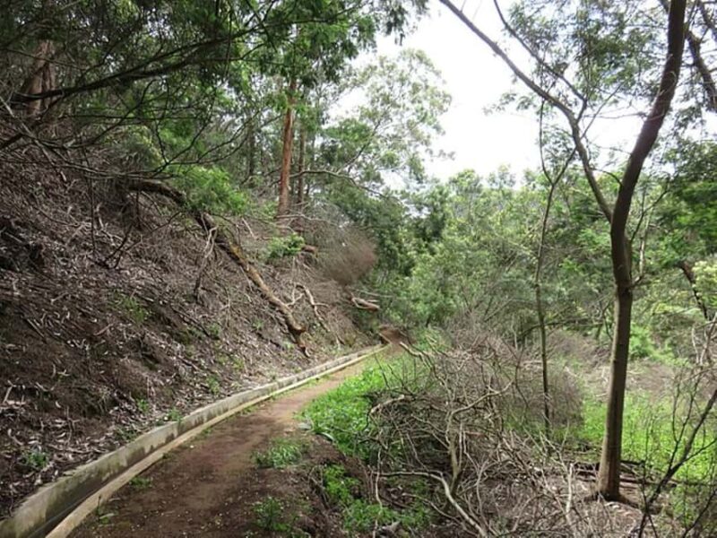 Madeira Levada Walk with Poncha Tasting - The Poncha Tasting Experience