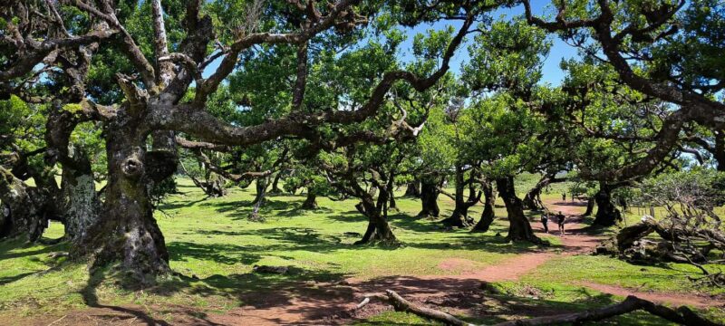 Madeira: Luxury Jeep Tours - What Makes This Tour Truly Unique