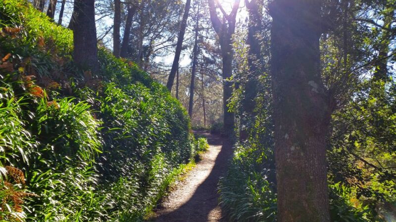 Madeira: Paradise Valley Levada Walk - What to Expect During the Walk