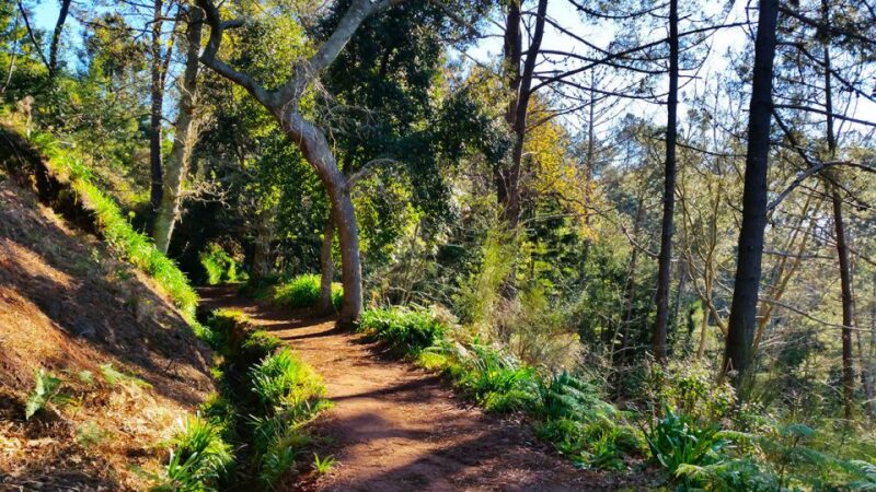 Madeira: Paradise Valley Levada Walk - Comparing This Tour to Other Madeira Walks