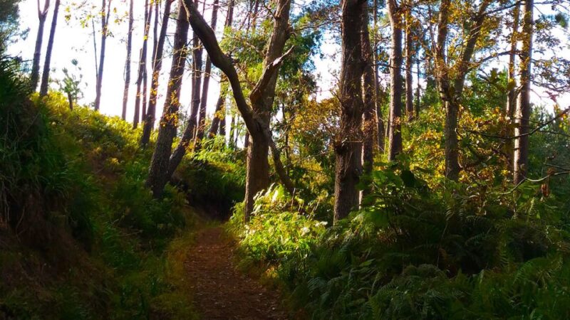 Madeira: Paradise Valley Levada Walk - The Experience of the Guides and Reviews