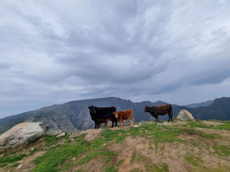 Madeira: Picturesque Peaks and Skywalk private 4x4 Jeep tour - Off-Road Adventures and Scenic Drives