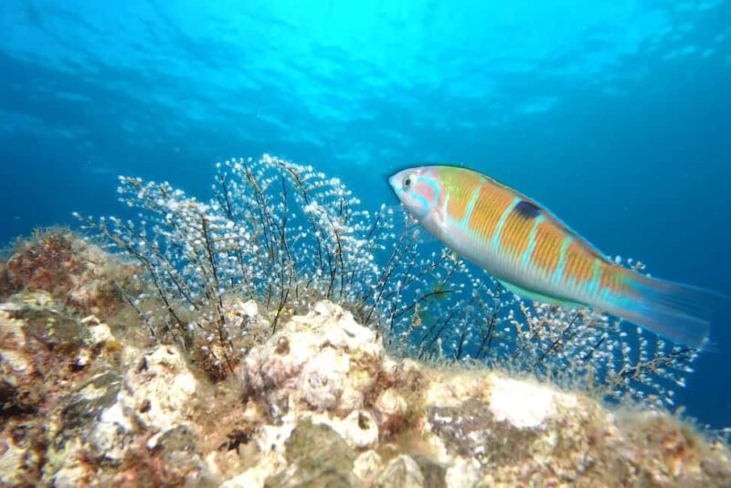 Madeira: Ponta de São Lourenço Shore Dive (certified divers) - Madeira: Ponta de São Lourenço Shore Dive (certified divers) – An Underwater Adventure