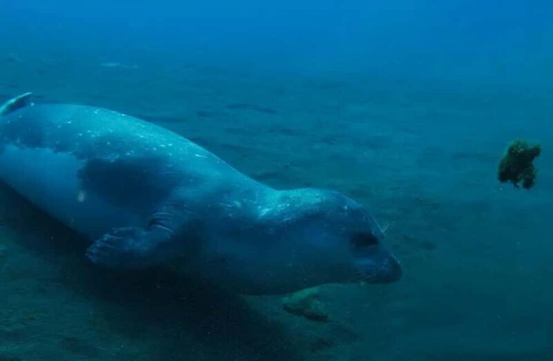 Madeira: Ponta de São Lourenço Shore Dive (certified divers) - What Marine Life Will You See in the Protected Waters?