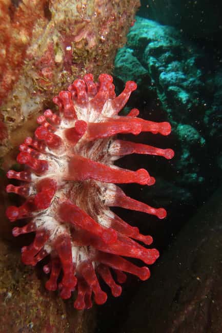 Madeira: Ponta de São Lourenço Shore Dive (certified divers) - What to Expect During the Dive Itinerary