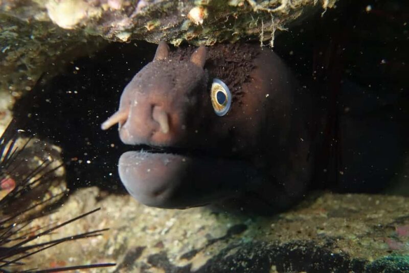 Madeira: Ponta de São Lourenço Shore Dive (certified divers) - Booking, Cancellation, and Language